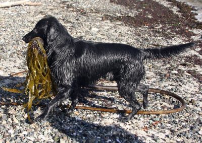 kelp retriever