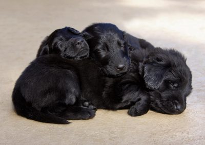 puppy pile2