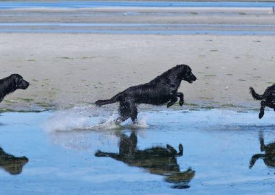 running dog